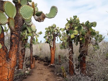 North Seymour Island (Galapágy)