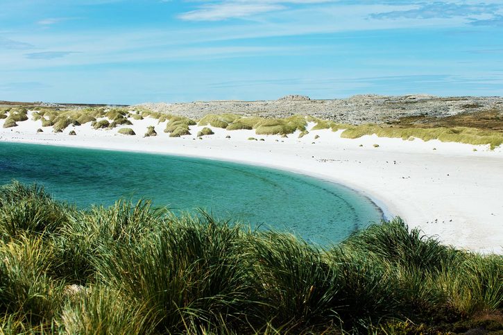 Gypsy Cove - zátoka Yorke Bay v Port Stanley, Falklandy