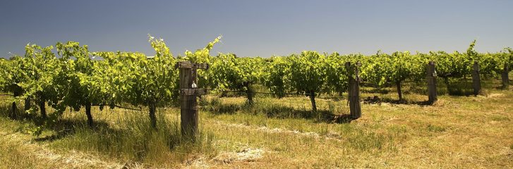 Pohled na australskou vinici