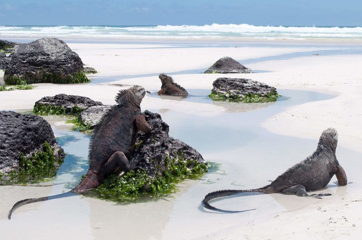 Mořští leguánci v zátoce Tortuga na ostrově Santa Cruz, Galapágy