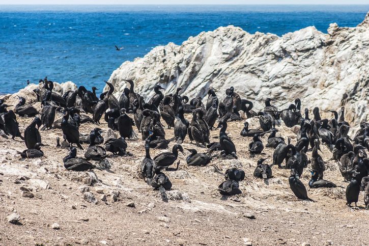 Kolonie černých kormorantů v Point Lobos State Natural Reserve Monterey Bay