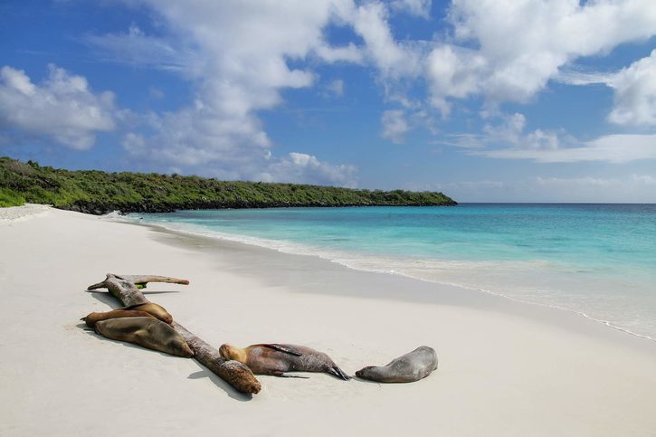 Odpočívající lachtani na Gardner-Bay, Galapágy