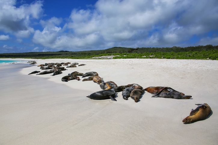 Krásná pláž s lachtani na Gardner Bay, Galapágy