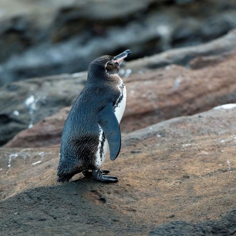 Galapážský tučňák v Tagus-Cove