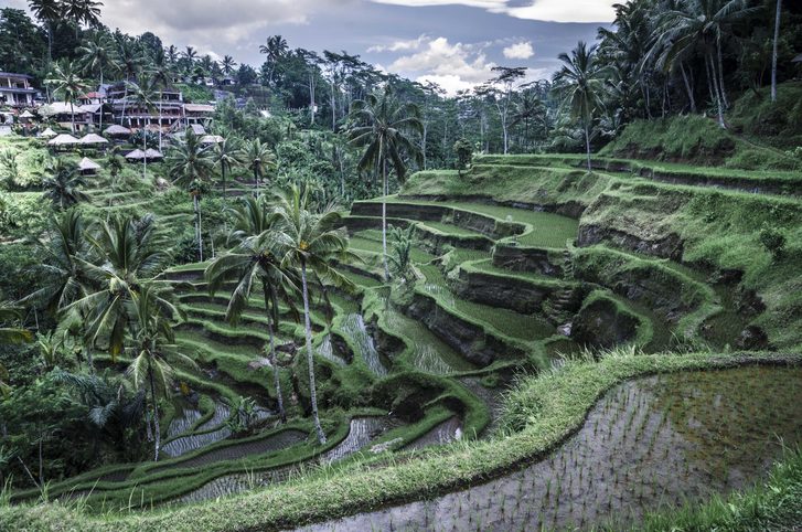 Rýžové terasy na Bali