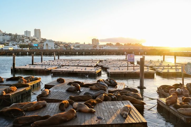 San Francisco - Lachtani u mola