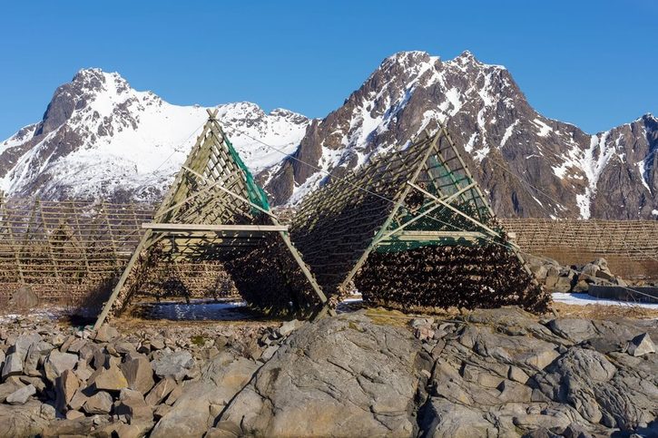Svolvaer - Tradiční sušení hlav arktické tresky na dřevěných rámech.