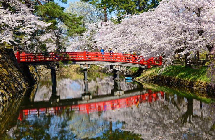 Třešňové květy v japonské zahradě v Hirosaki, Aomori