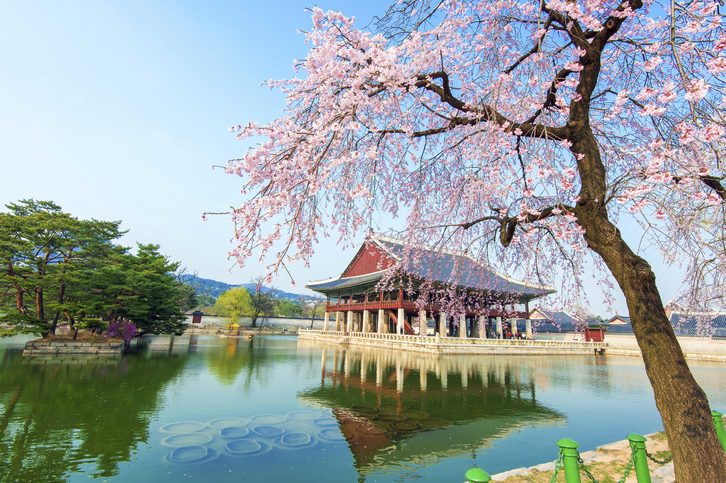 Gyeongbokgung palác s třešňovým květem na jaře v Soulu, Jižní Korea