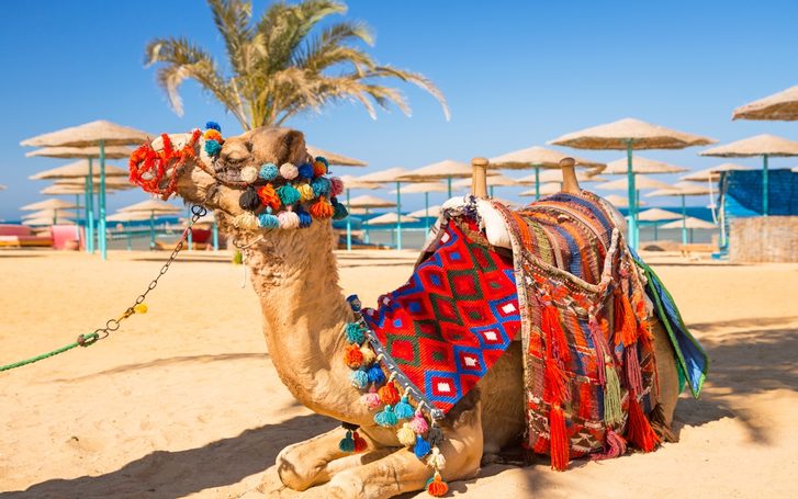 Safaga - Velbloud odpočívá ve stínu na pláži Hurghada