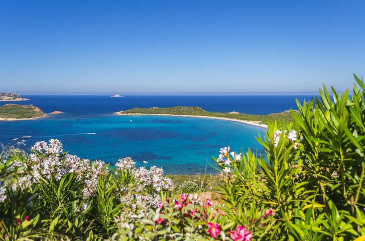 Rozkvetlé oleandery v květnu v chráněné mořské oblasti Tavolara a pohled na otevřené moře, Olbia, Sardinie