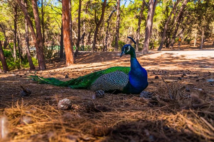 Kos - Borový les Plaka 