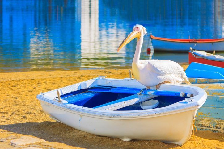 Mykonos - Slavný pelikán Petros