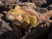Leguán galapážský - zachycen v národním parku