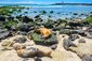 Pohoda lachtanů na pobřeží Puerto Baqueriza, Galapágy, San Cristobal
