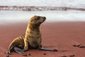 Mořský lev neboli lachtan na pláži z červeného písku Rabida, Galapágy