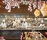 Sakura Restaurant - Explora II