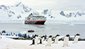 Ms fram - 16245-ms-fram-antarctica-penguins